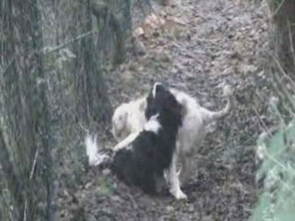 Jeux préférés de mes chiens