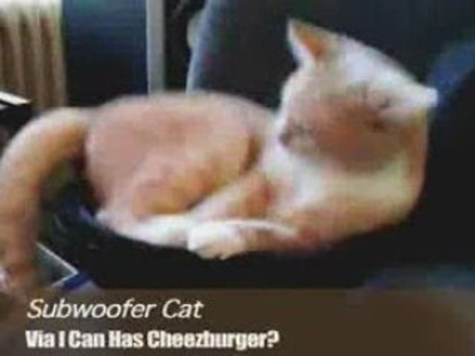 Un chat sur un caisson de basse