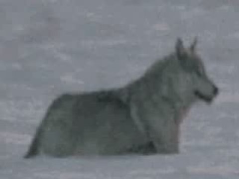 TÜRK OGLU TÜRK ÜM BEN . GÖKTUG..