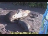 Galapagos island vacation. Sea lions video