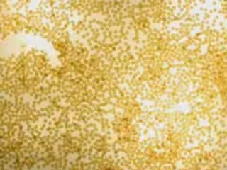 Happy nouille year 2009