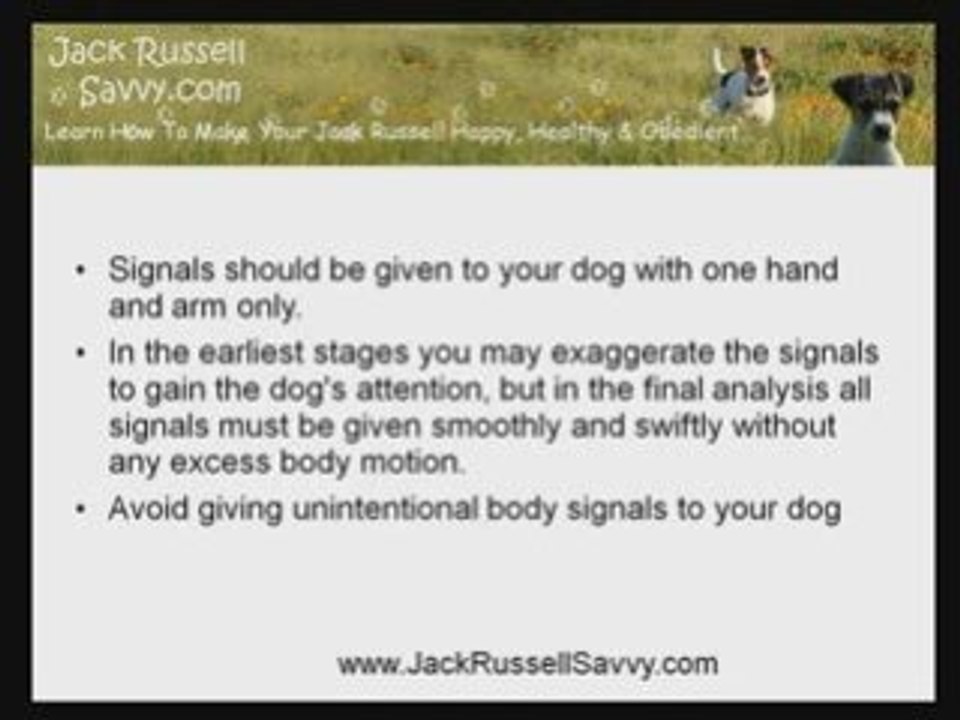 Jack Russell Training: Tips for Better Handling of your Dog