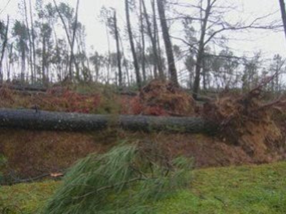 Dégats après la tempête du 24 Janvier 2009 Landes