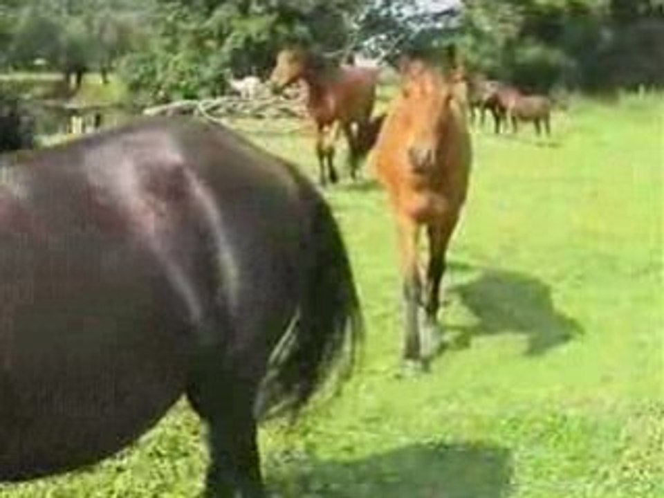 2003 St.Agoulin Vulcania