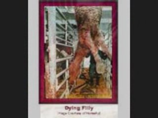 Maltraitance chevaux