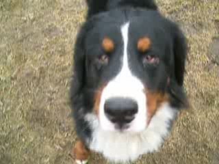 les chiens au jardin le 27 01 09 1