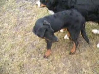 les chiens au jardin le 27 01 09 2