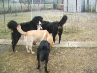 les chiens au jardin le 27 01 09 4