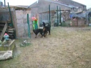 les chiens au jardin le 27 01 09 5
