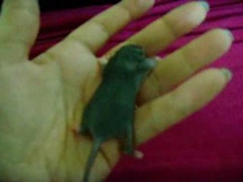 Portée surprise Nolife Janvier 2009