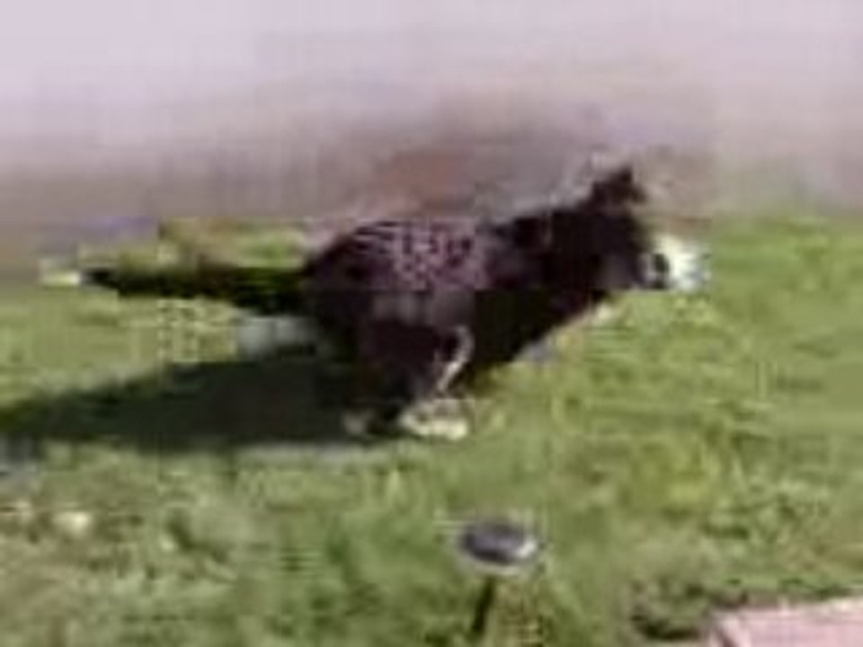 Vidéo doggy balle jardin