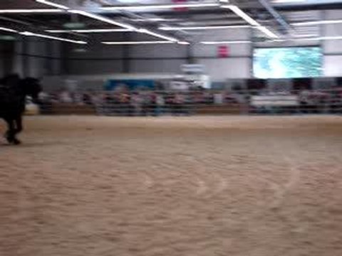 frisons à l'attelage