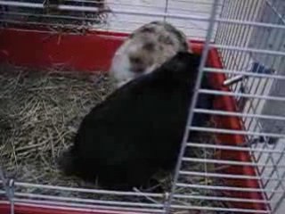 lapin calin