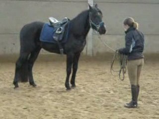 travail en longe, l'arrêt