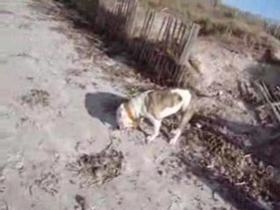 amstaff a la mer 2