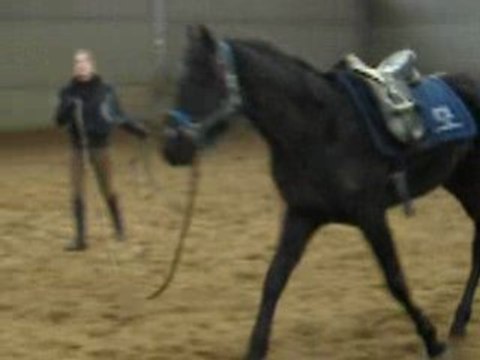 travail longe jeune cheval