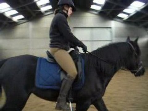 travail au pas du jeune cheval 2