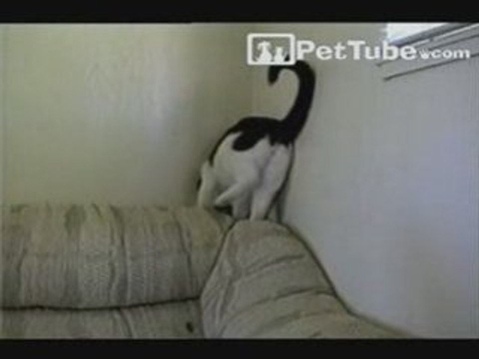 Meme dans un trou, ce chat arrive à sortir
