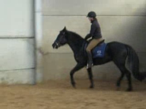 travail monté trot et galop