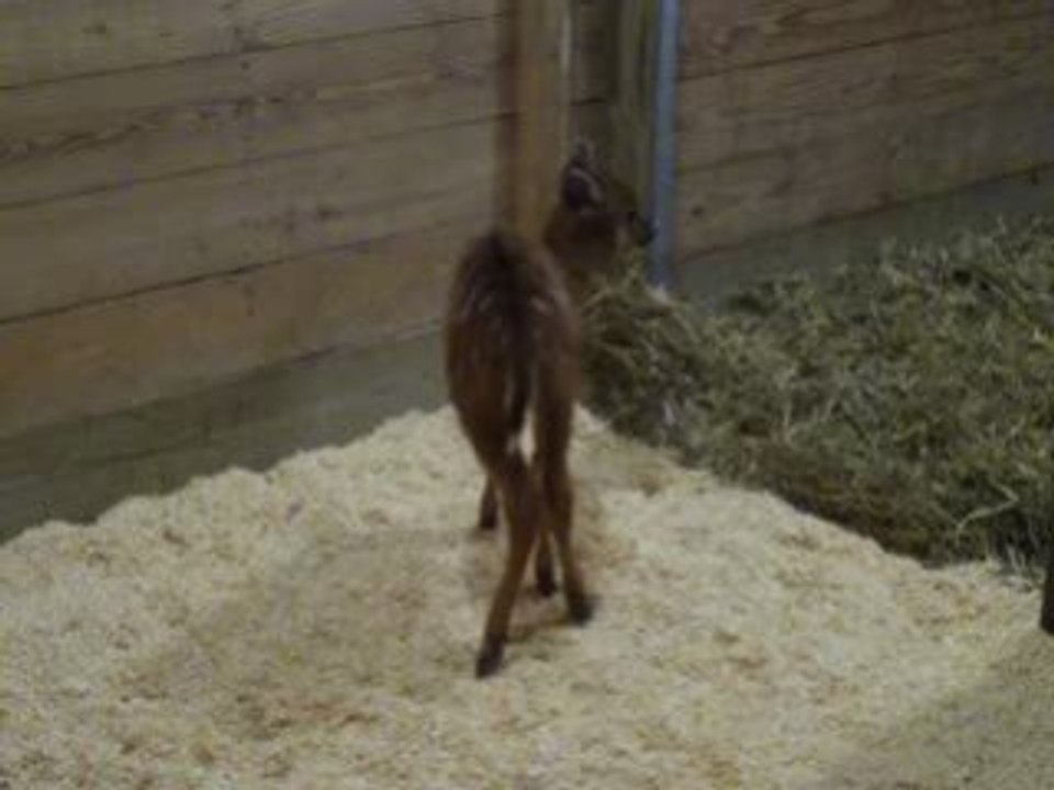 MD Zoo - Baby Sitatunga Jelani