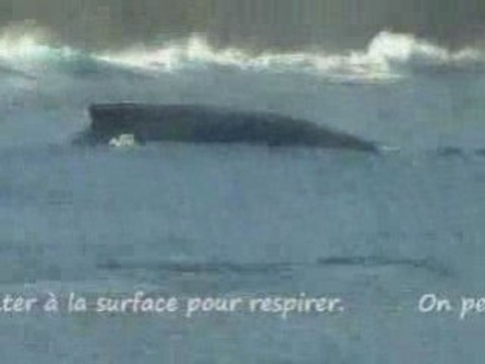 Non loin des côtes réunionnaises