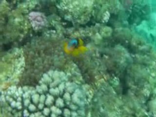 Snorkelling Hurghada (île de Tobia) Janvier 2009 Partie 1