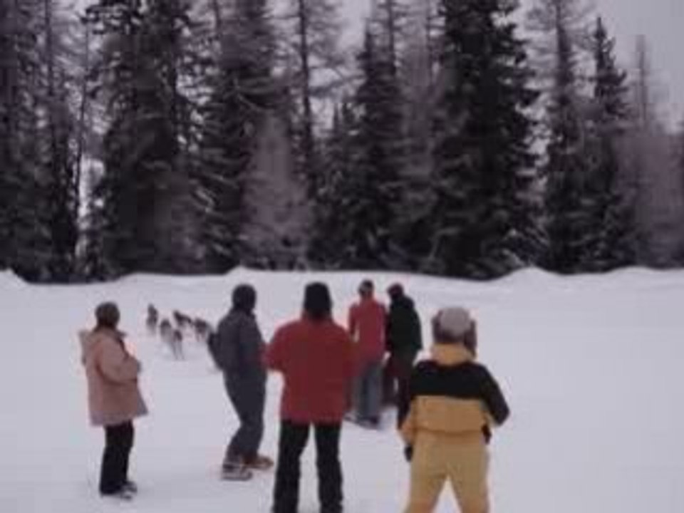 Chiens de traineau