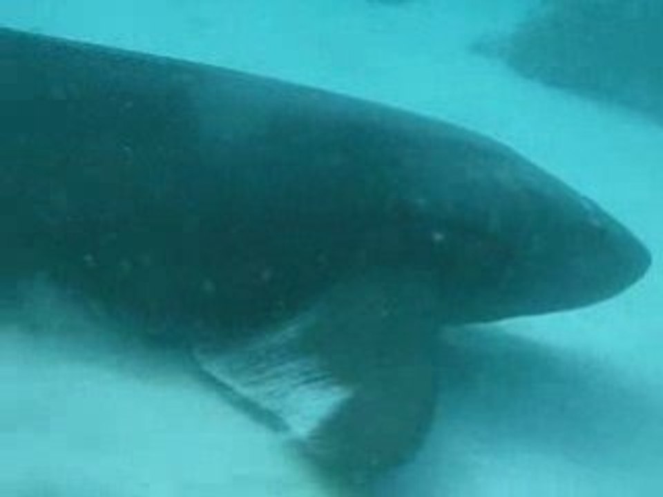 APNEE AVEC DES REQUINS