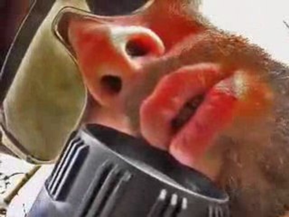 Happy rock 'n' roll - je te survivrai