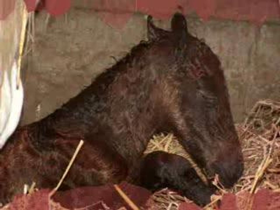 La troupe