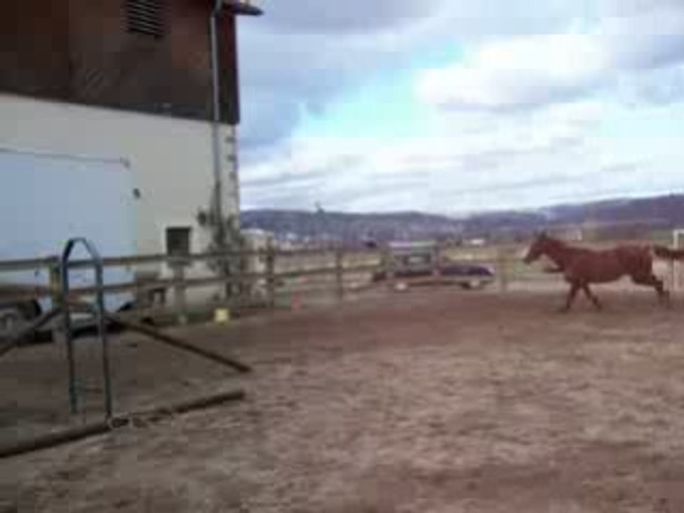 Hongre, 4 ans SFA par Elan de la Cour