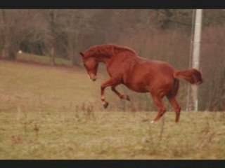 Lily et Maïtica: le bonheur d'être au pré