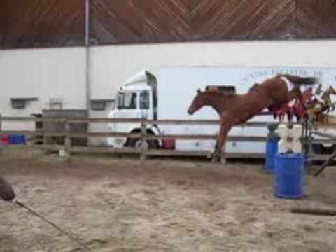 Hongre, 4 ans SFA par Elan de la Cour