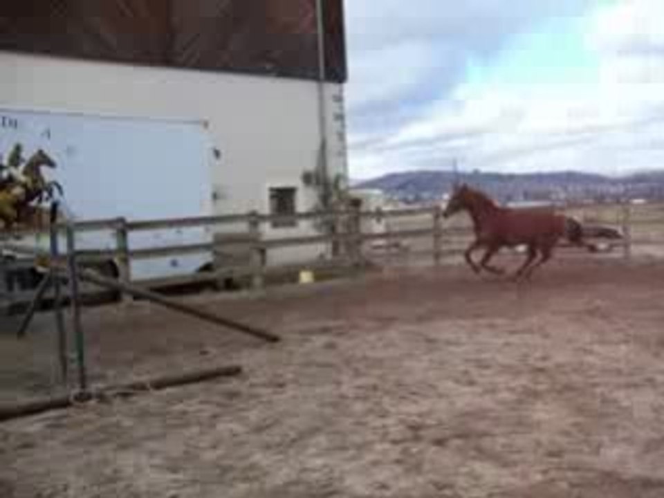 Hongre, 4 ans SFA par Elan de la Cour