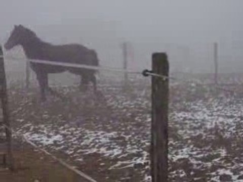 Sereno pure race espagnol de 4 ans