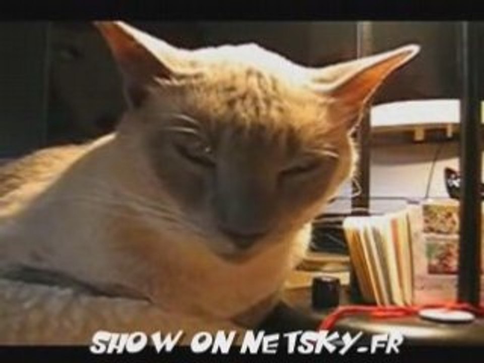 Katze fällt tot um xD