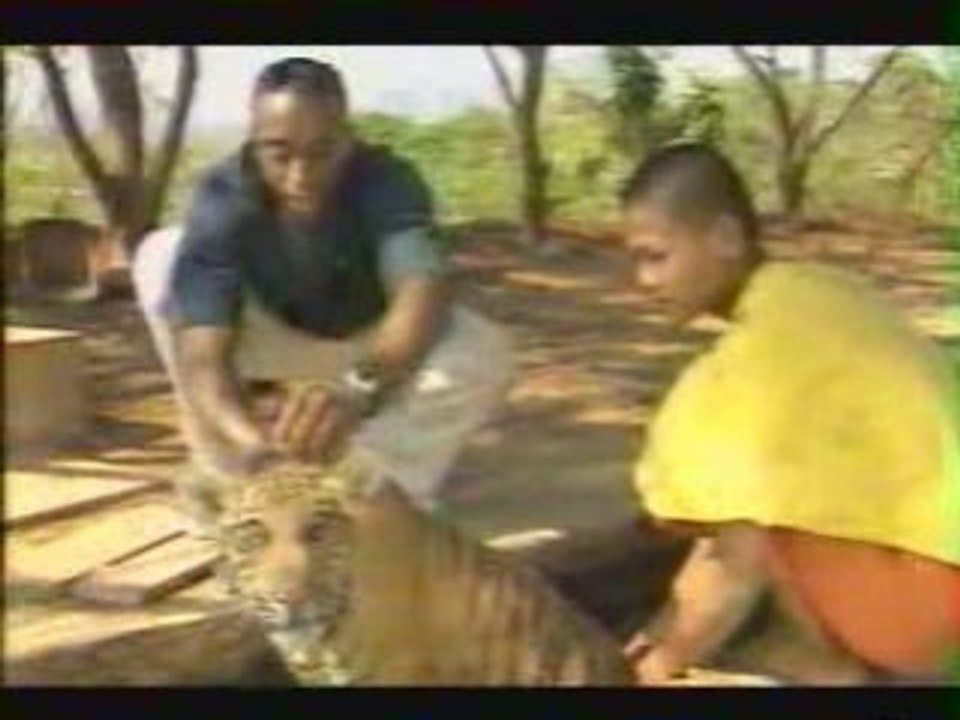 Le tigre et le karatéka - Le karaté animalier (1/2)