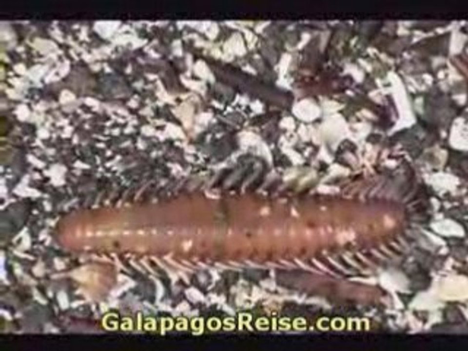 Part 13 Video Tour Galapagos