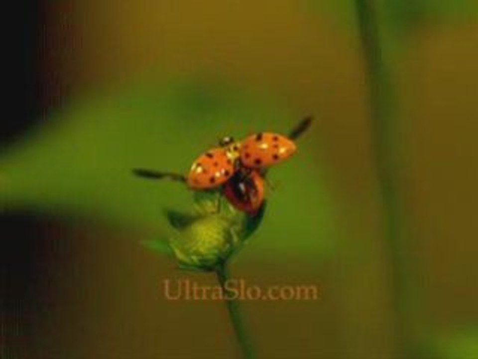 Slow motion marienkäfer