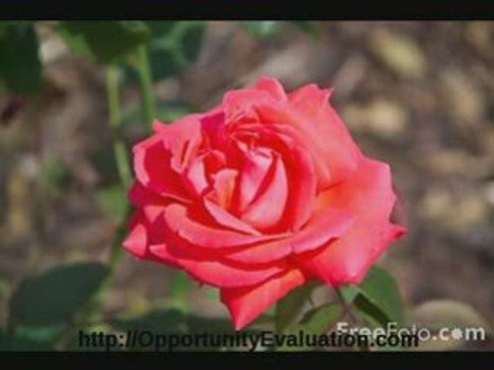 low-cost network marketing opportunities