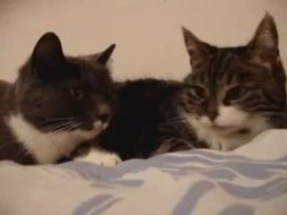 Mes chats se parlent, INCROYABLE !!!!!!