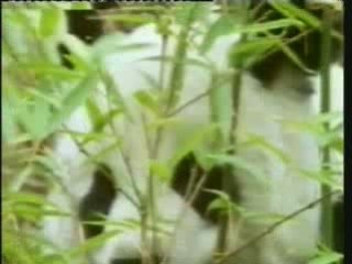 La Chute Du Darwinisme (Harun Yahya) - Partie 2