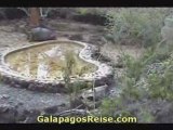 Turtles Video Tour Galapagos