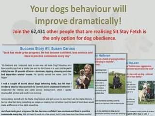 Aggressive Dog Behaviour