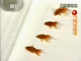 course poissons rouges