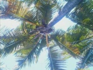 Fréquence Tropicale