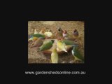 Finches feeding in a Bird Aviary