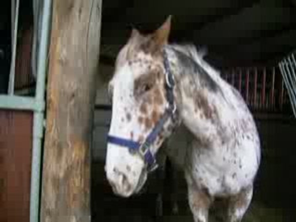Equitation 214