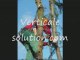 elagage sapin Verticale Solution