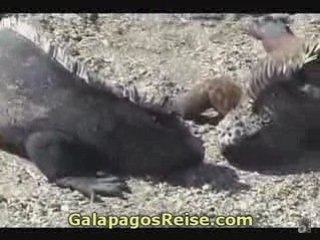 Animals Nature Galapagos Darwin Islands